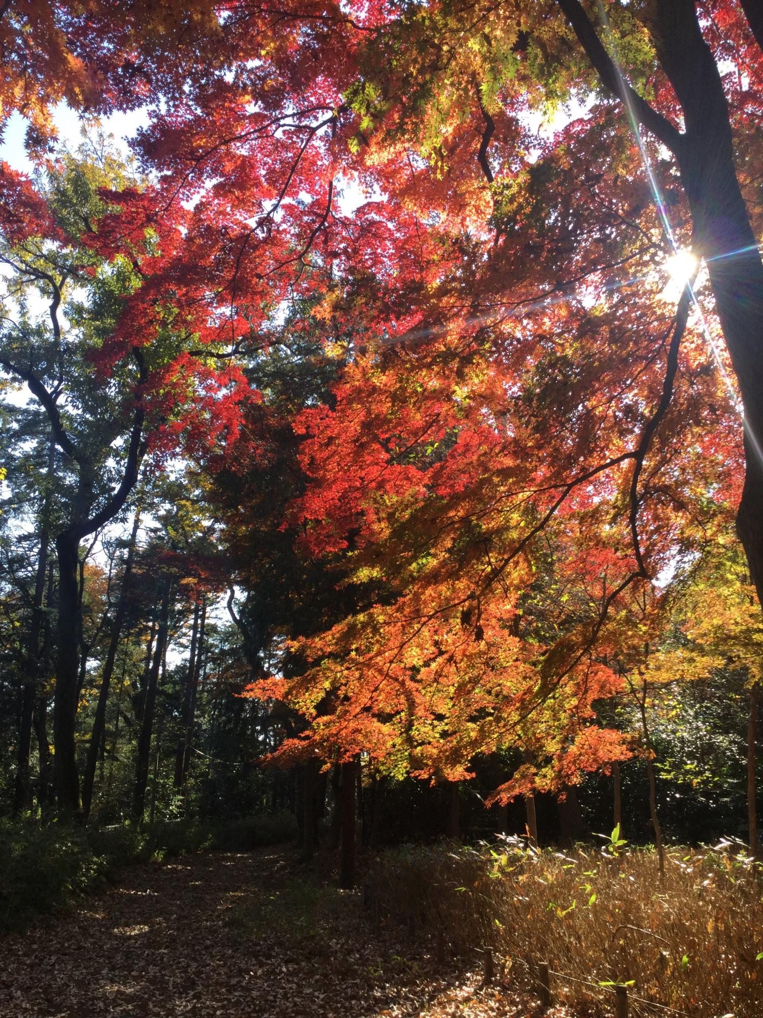 石神井公園野鳥誘致林の紅葉 2