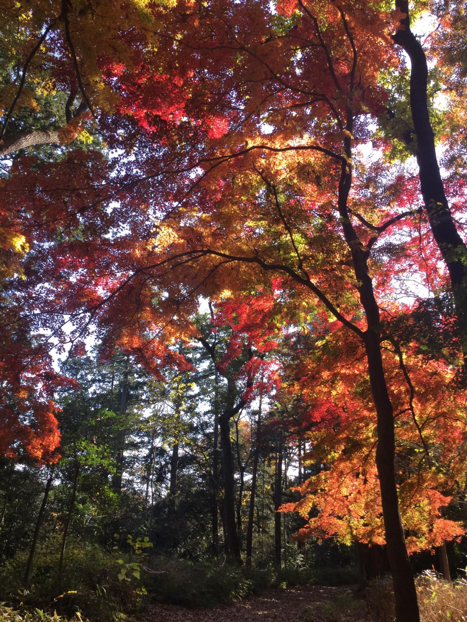 石神井公園野鳥誘致林の紅葉 3