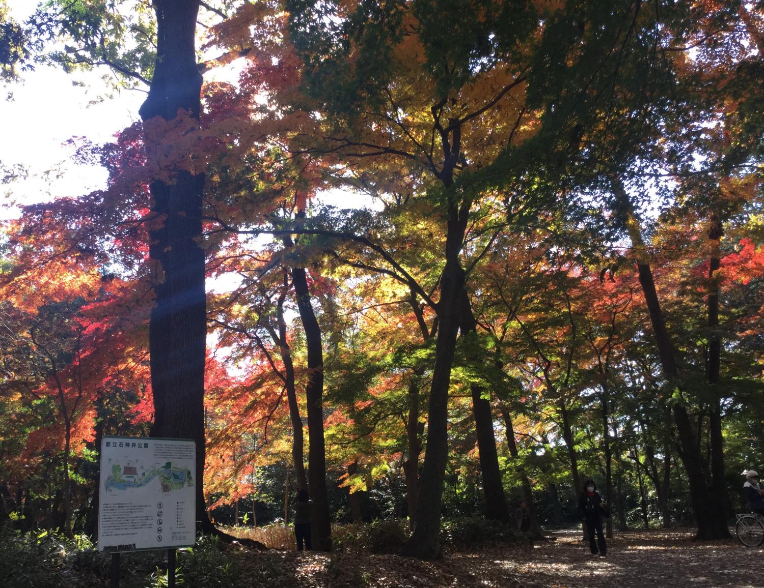 石神井公園野鳥誘致林の紅葉 4