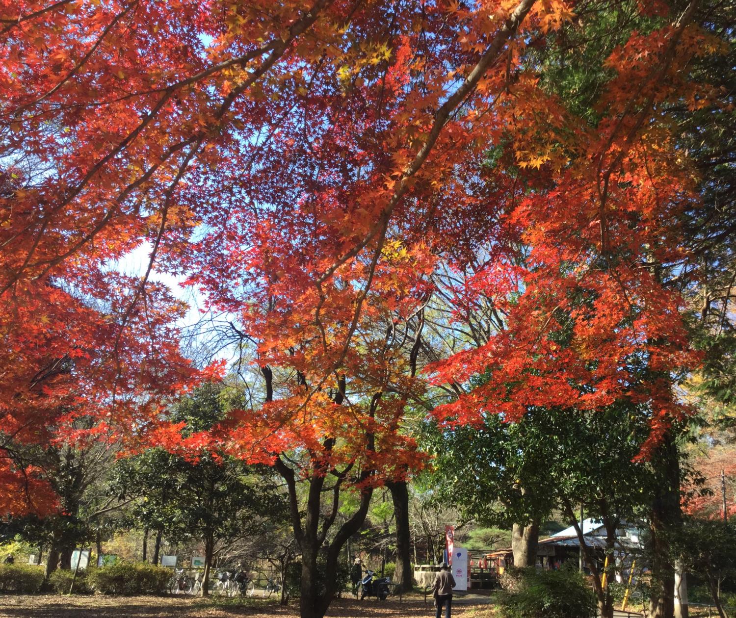 紅葉の季節  大好き！ 2