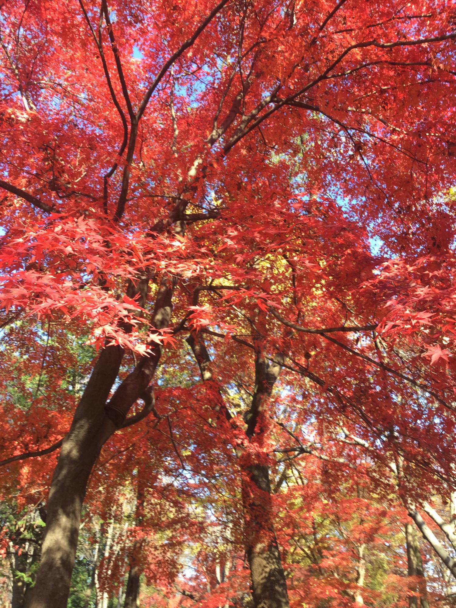 紅葉の季節 大好き！