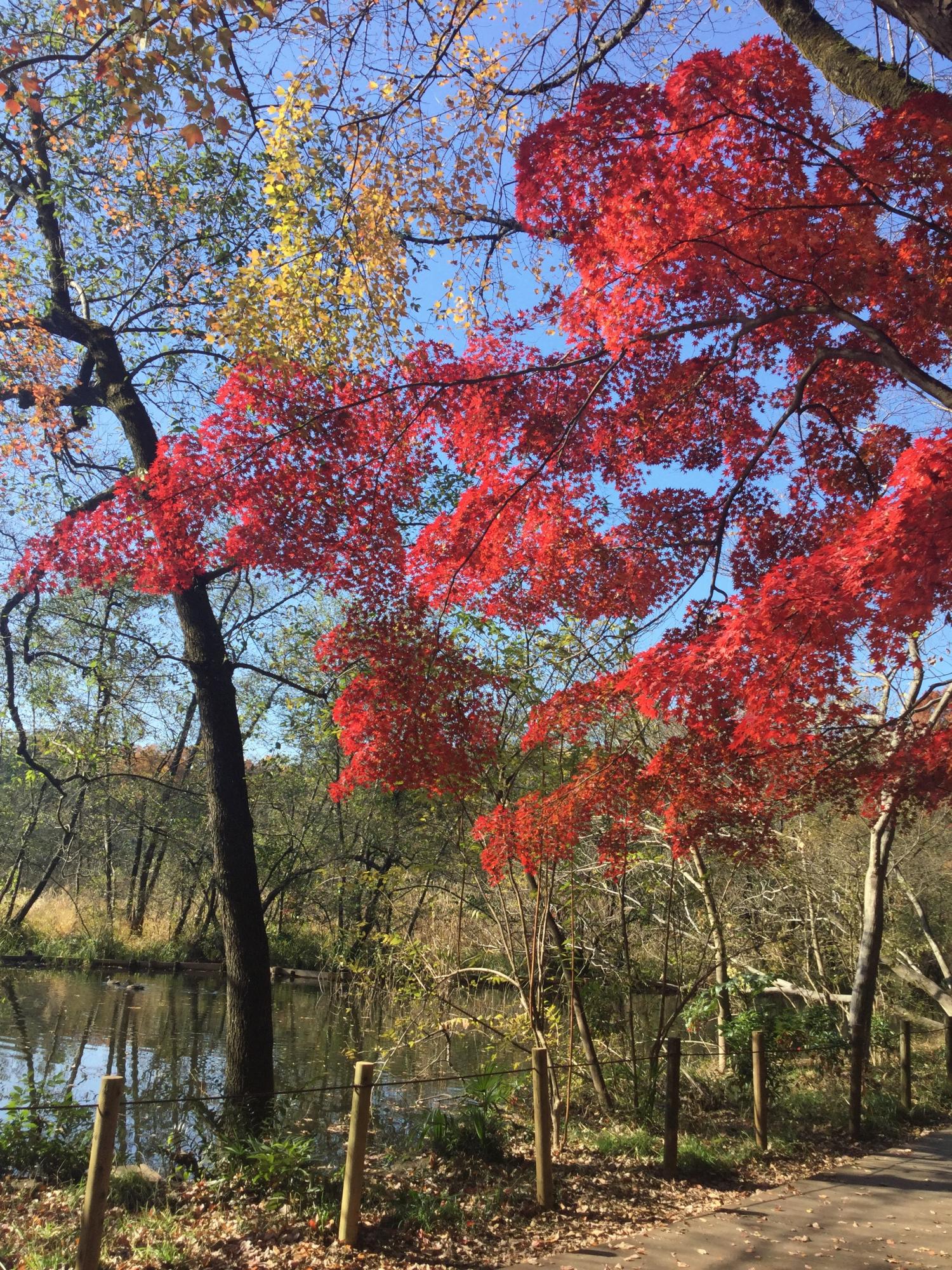 紅葉の季節 大好き！ 3