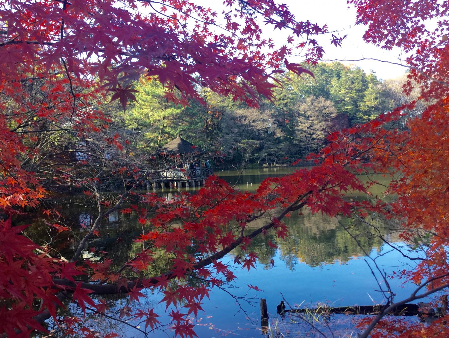 紅葉の季節 大好き！ 2