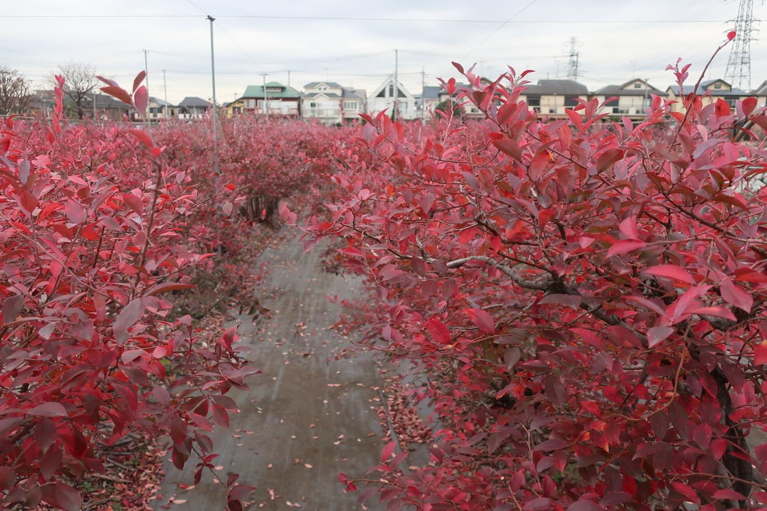 ブルーベリー園の紅葉 2