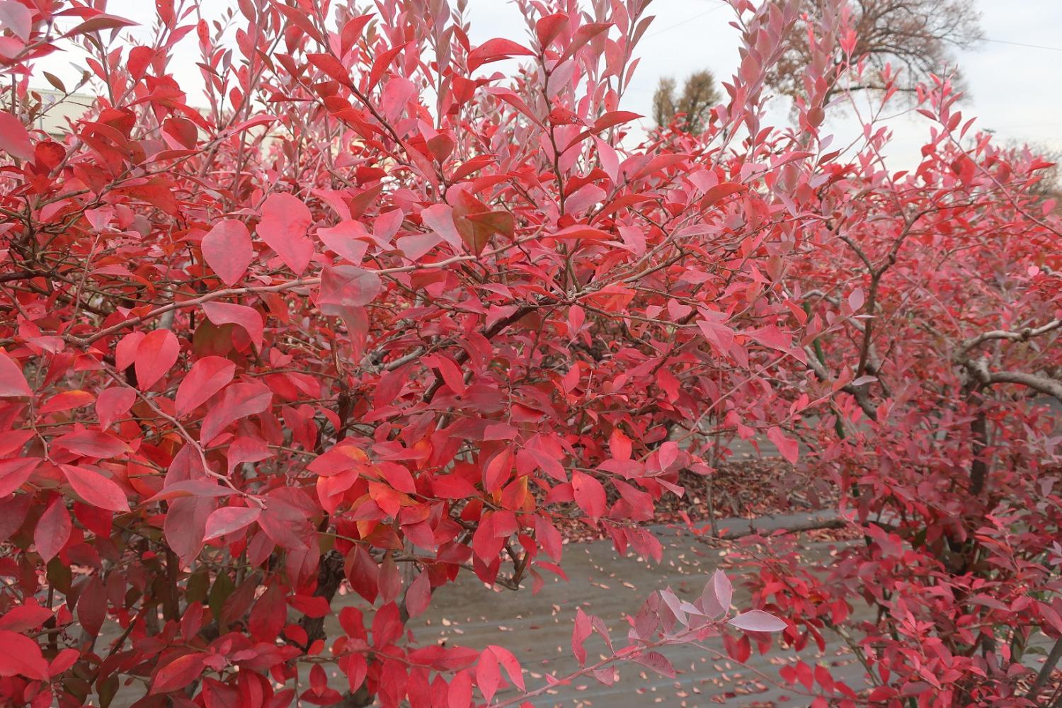 ブルーベリー園の紅葉 3