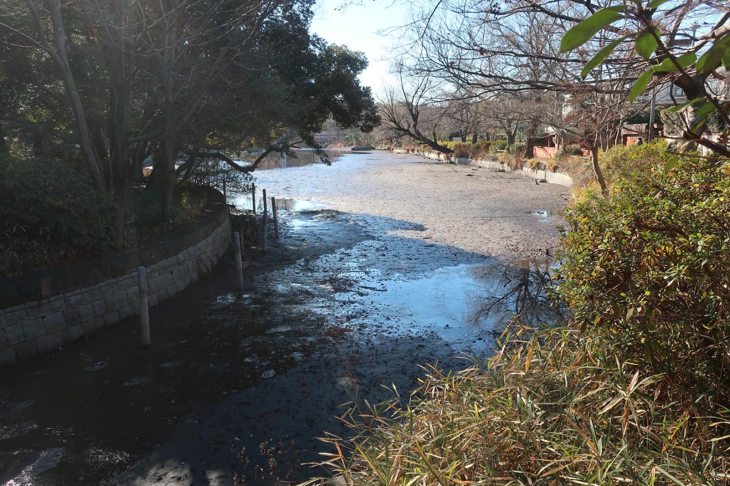 かいぼり直前の石神井池 3