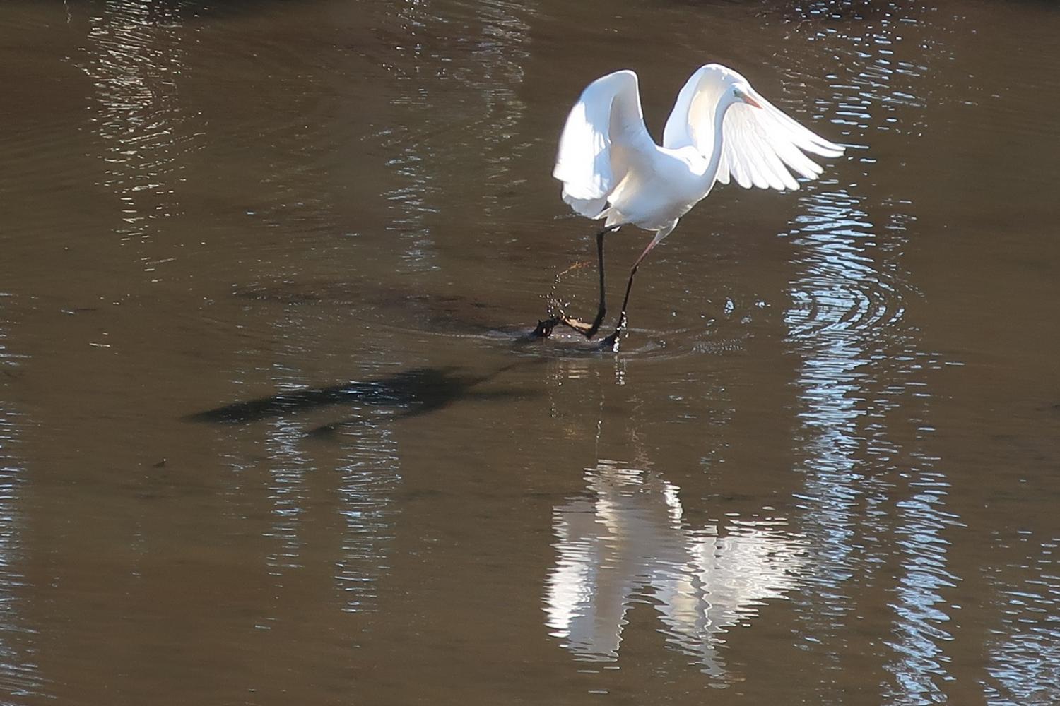 水辺の野鳥（石神井公園） 2