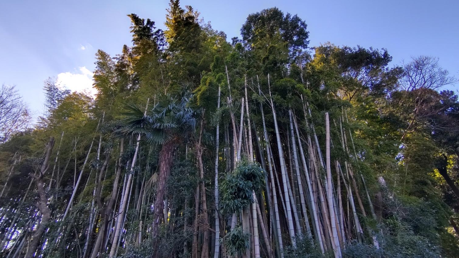 三宝寺裏の竹林（石神井公園の横） 2