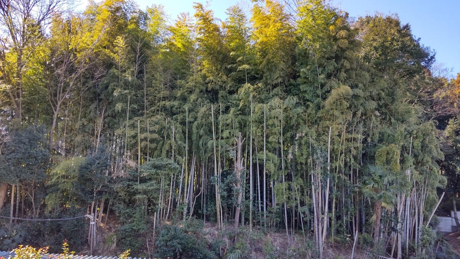 三宝寺裏の竹林（石神井公園の横） 3