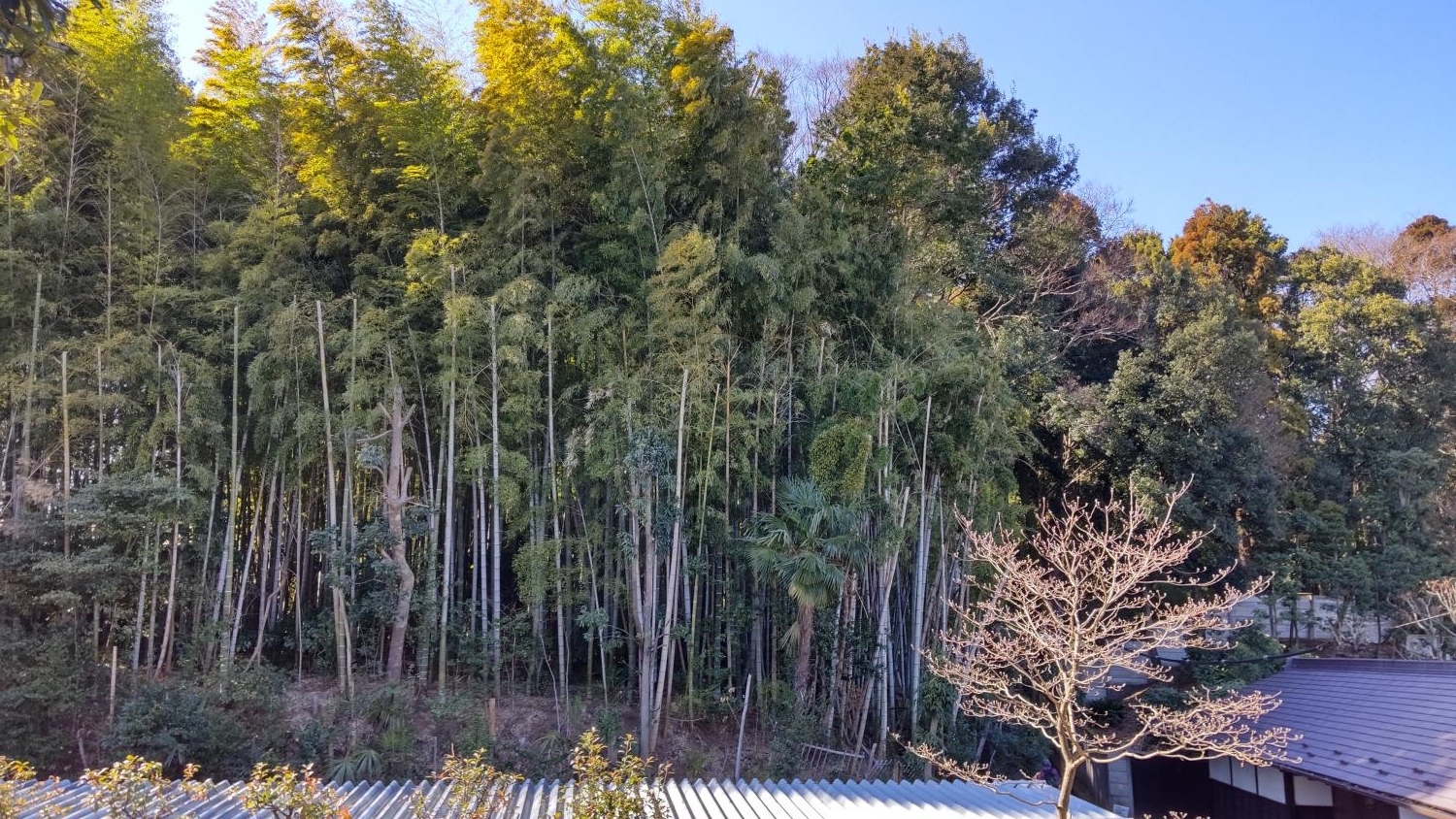 三宝寺裏の竹林（石神井公園の横） 4