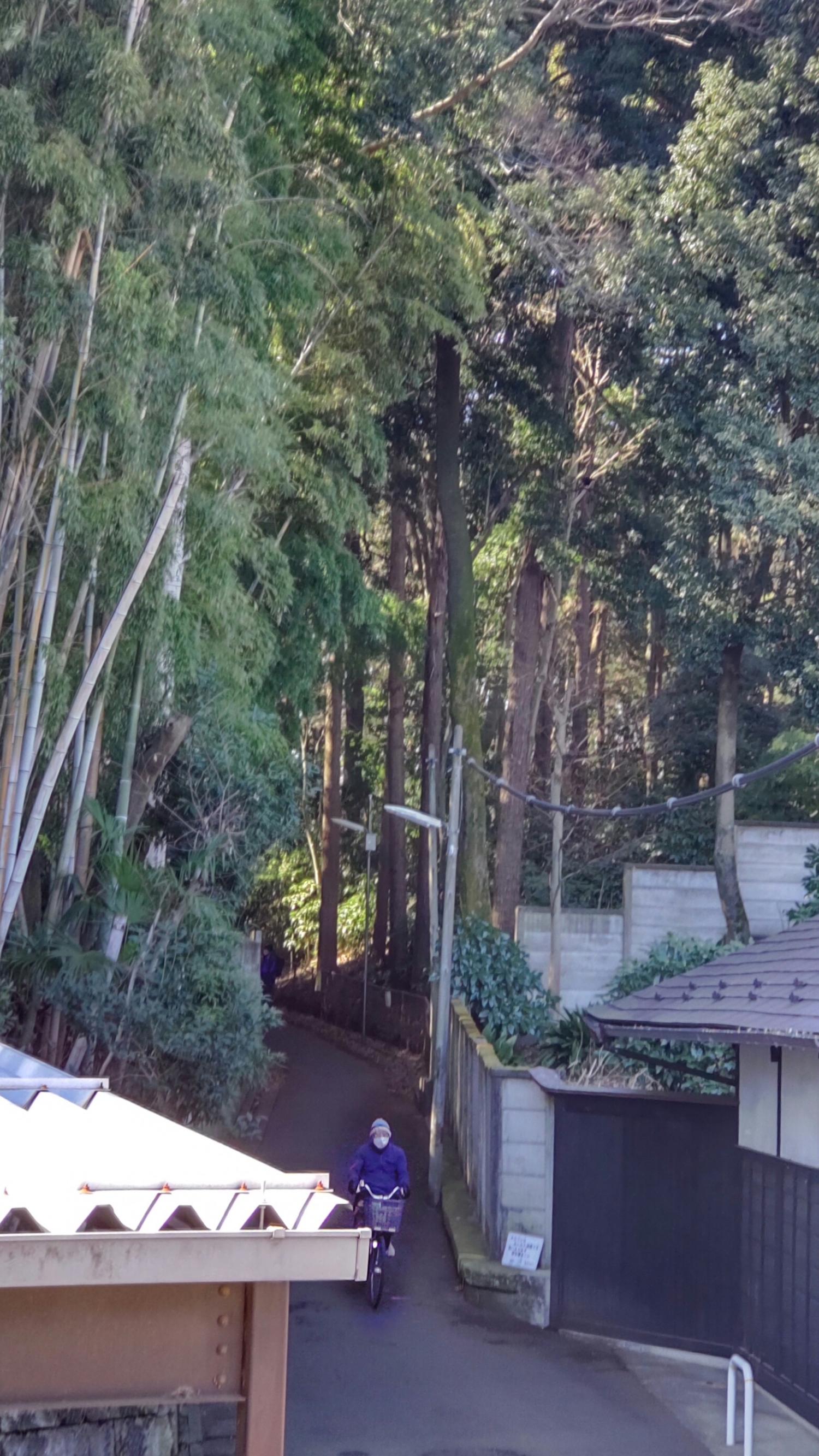 石神井公園と三宝寺の間の細道と森 2