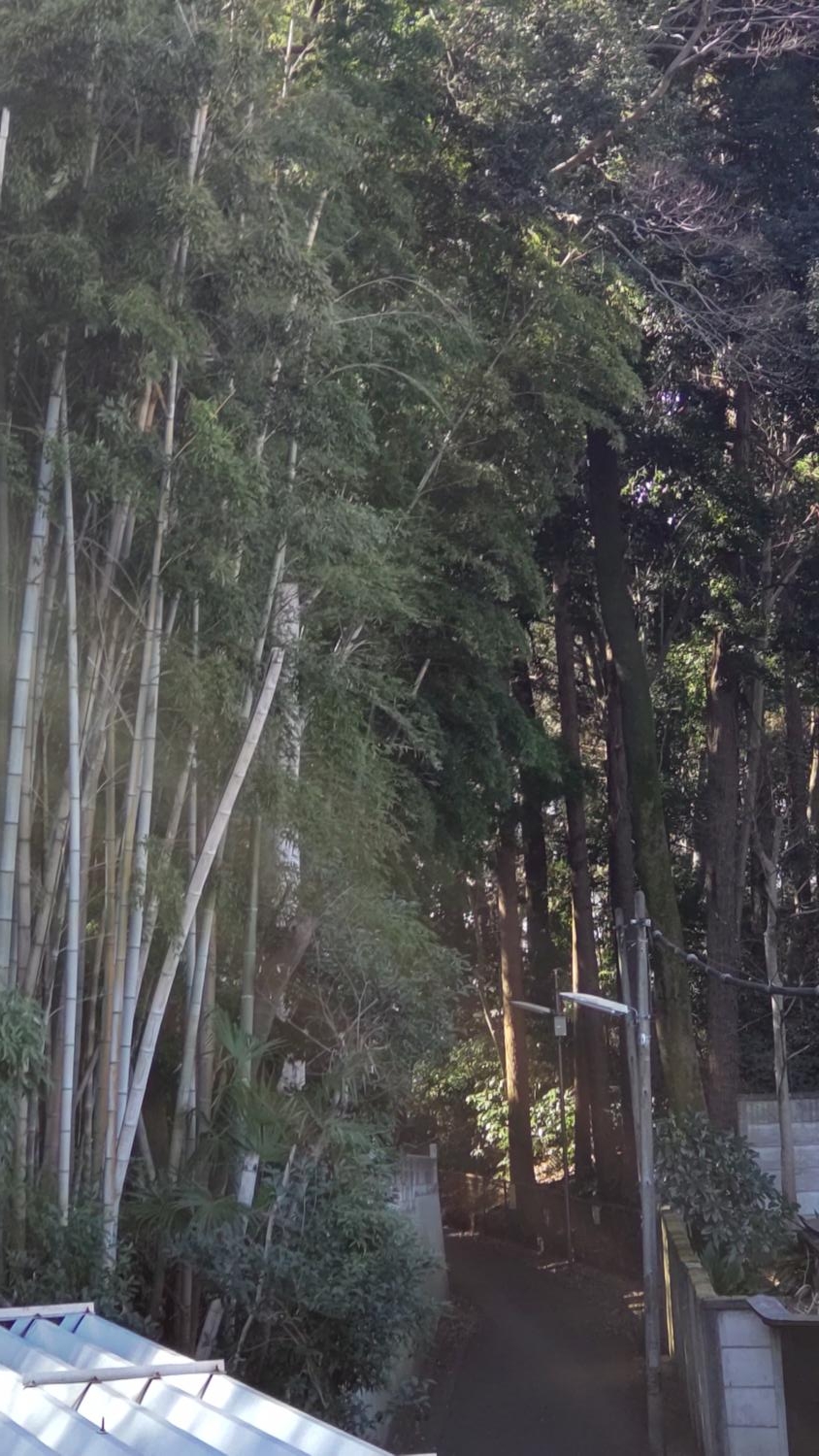 石神井公園と三宝寺の間の細道と森 3