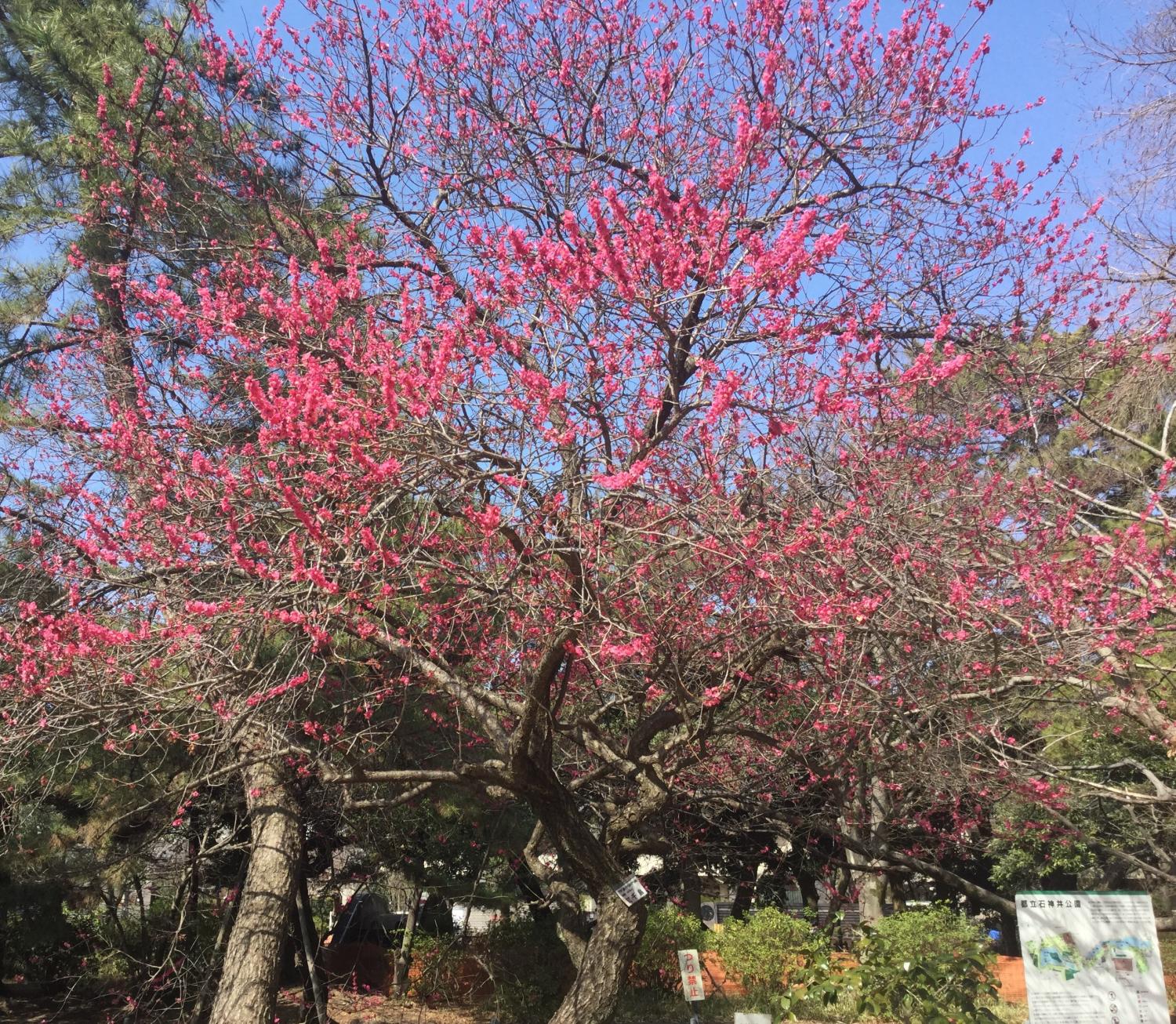 紅千鳥が満開です