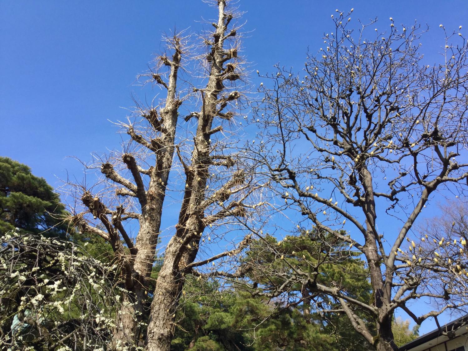 紅千鳥が満開です 4