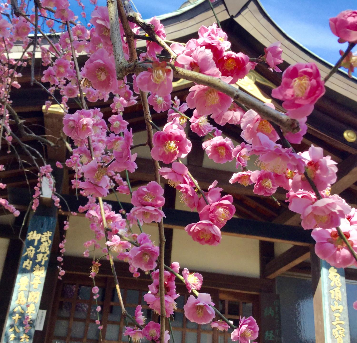 三宝寺の枝垂れ梅