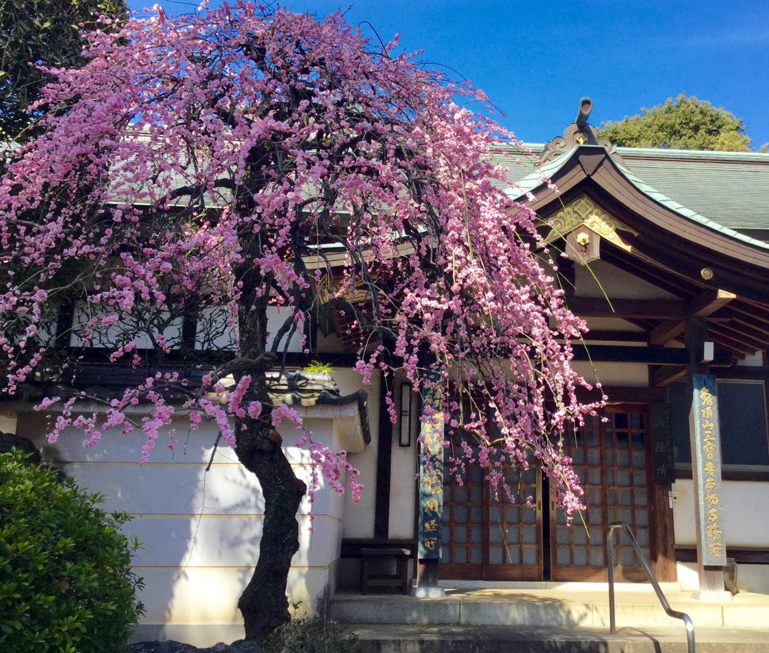 三宝寺の枝垂れ梅 2