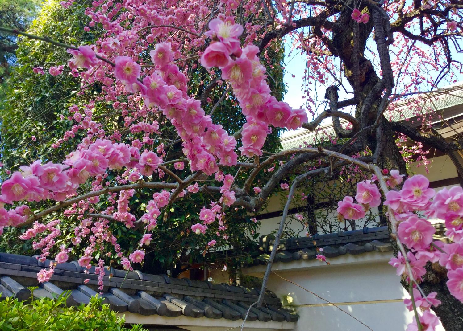 三宝寺の枝垂れ梅 4