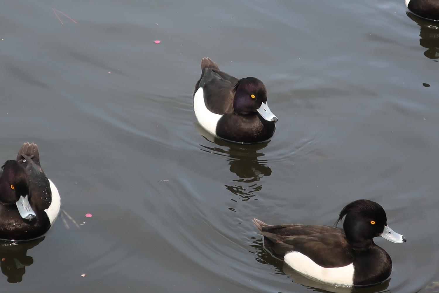 石神井池の水鳥 2