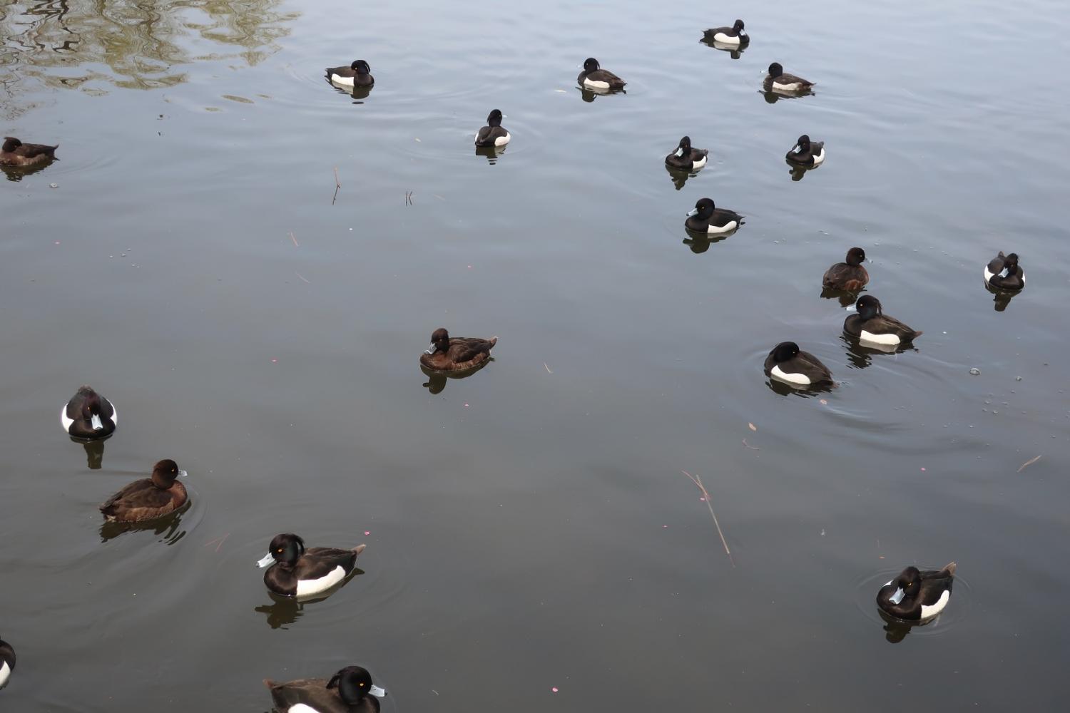 石神井池の水鳥 3