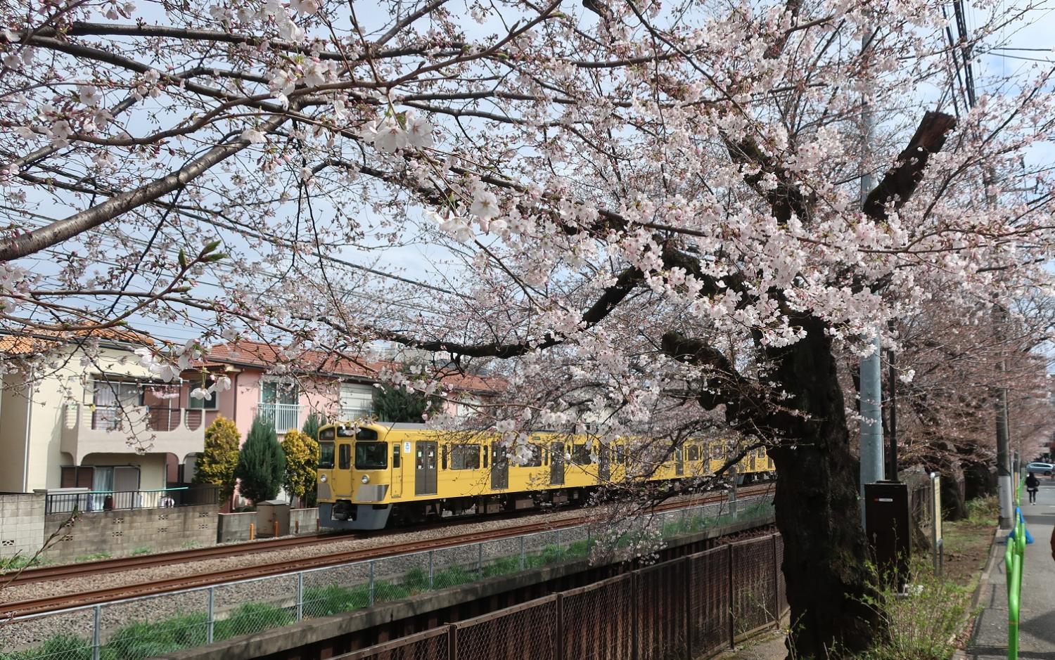 サクラは三分咲です。（武蔵関公園・付近）3/22 2