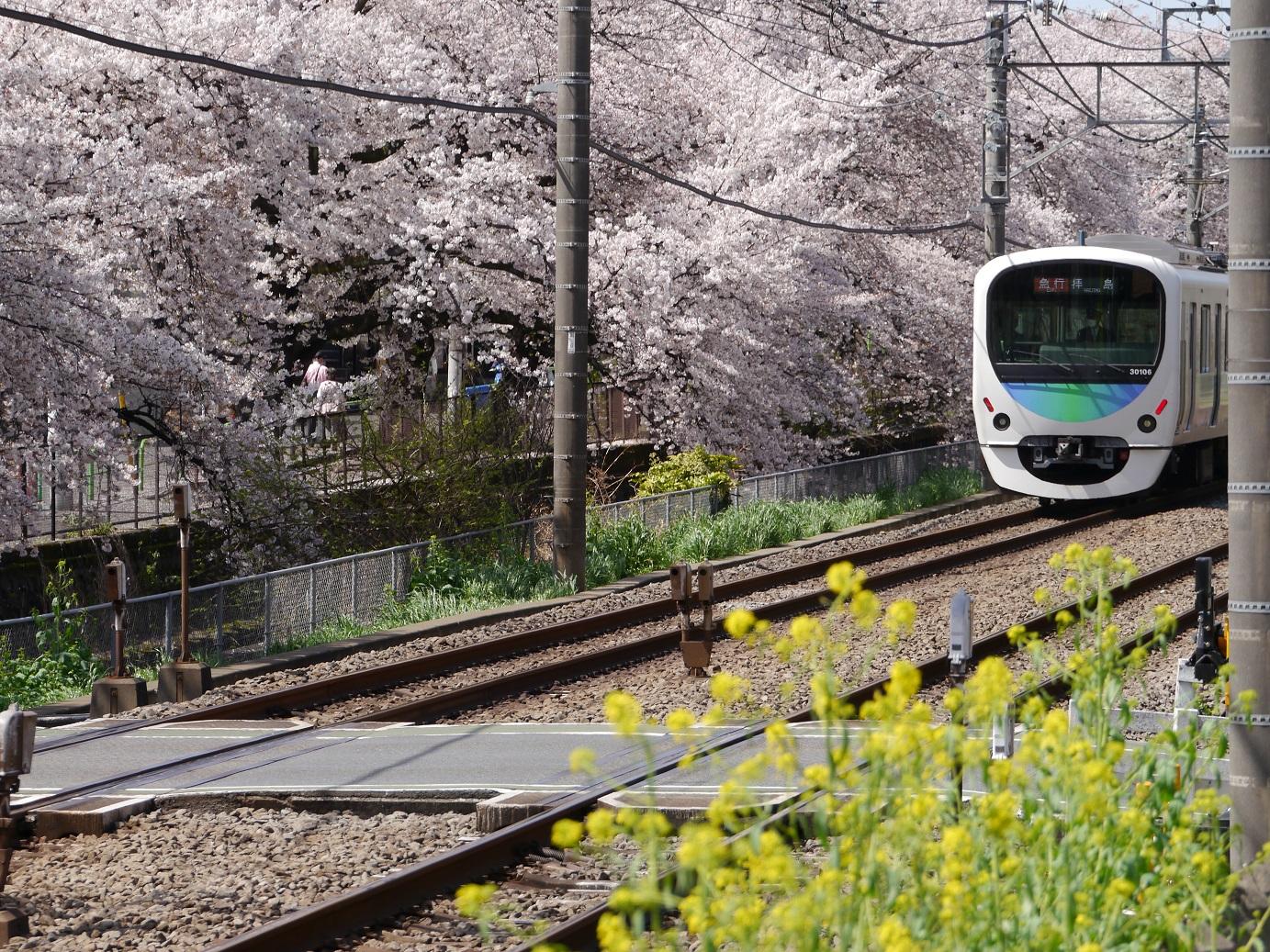 満開の桜、菜の花と西武線