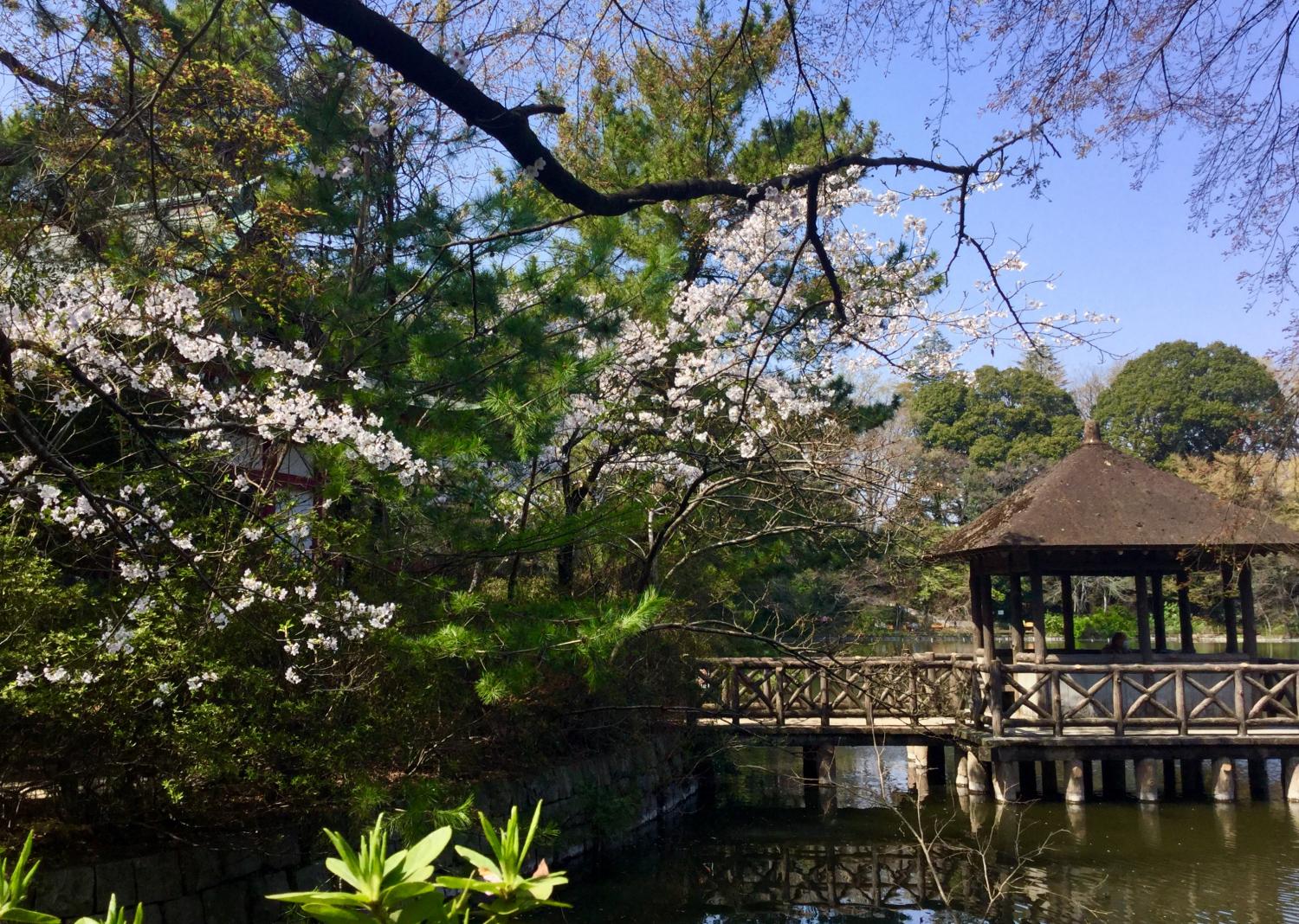 桜の季節 大好き！ 3