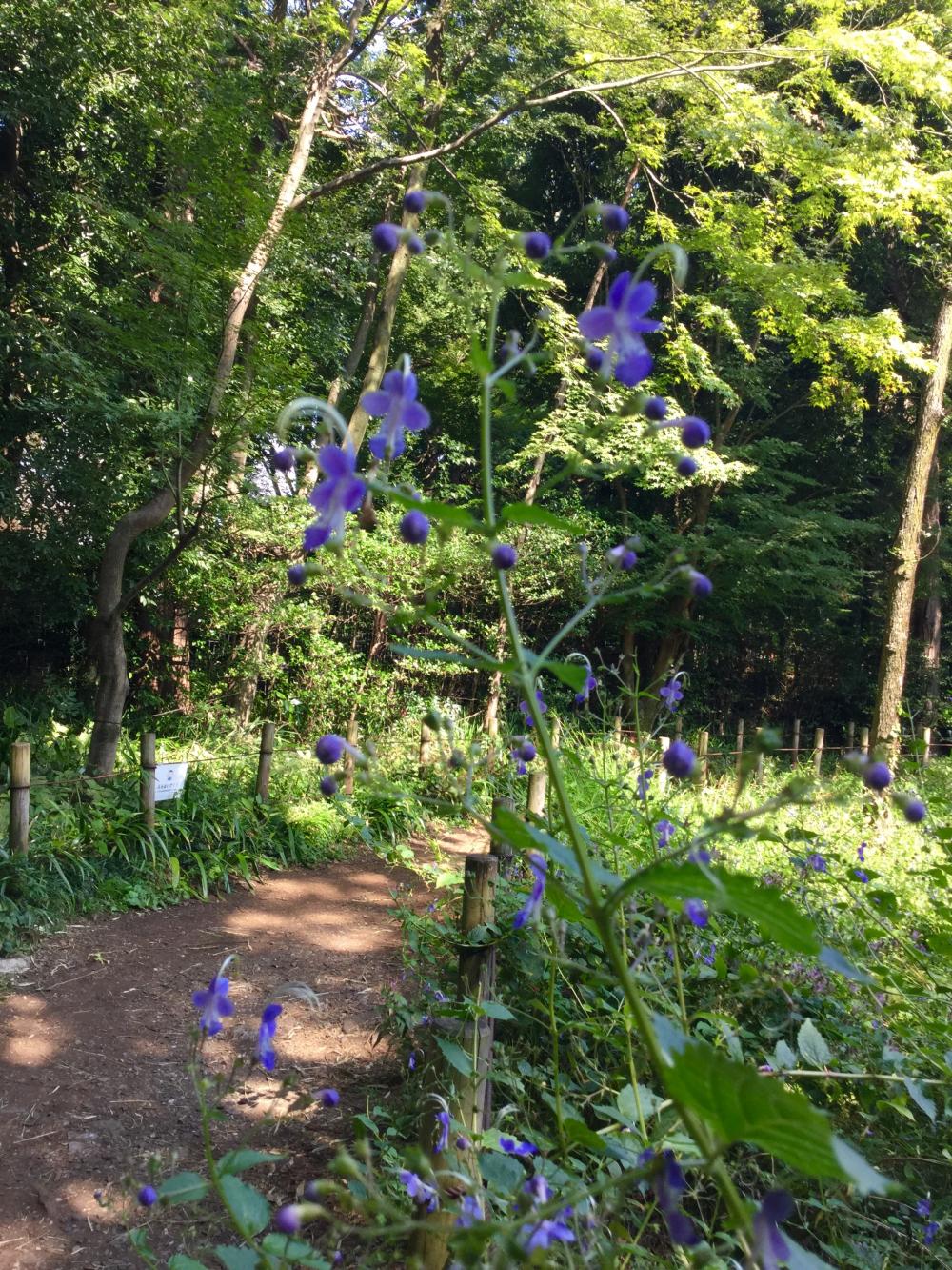 可憐な花 3