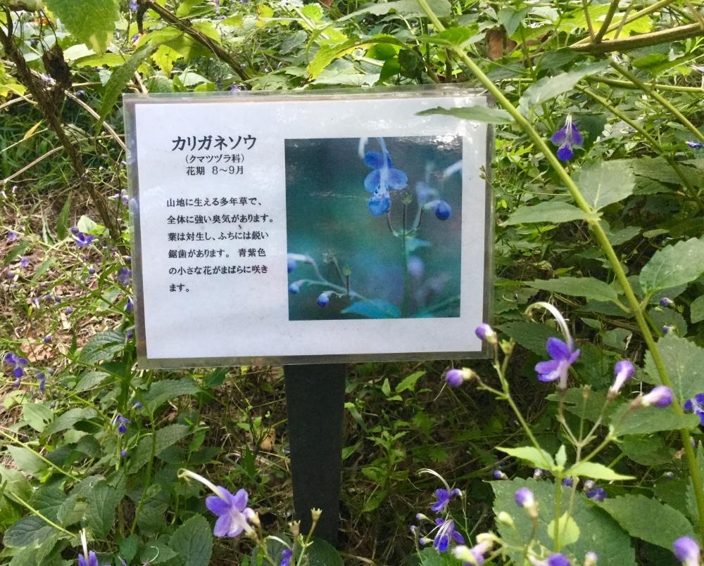 可憐な花 4