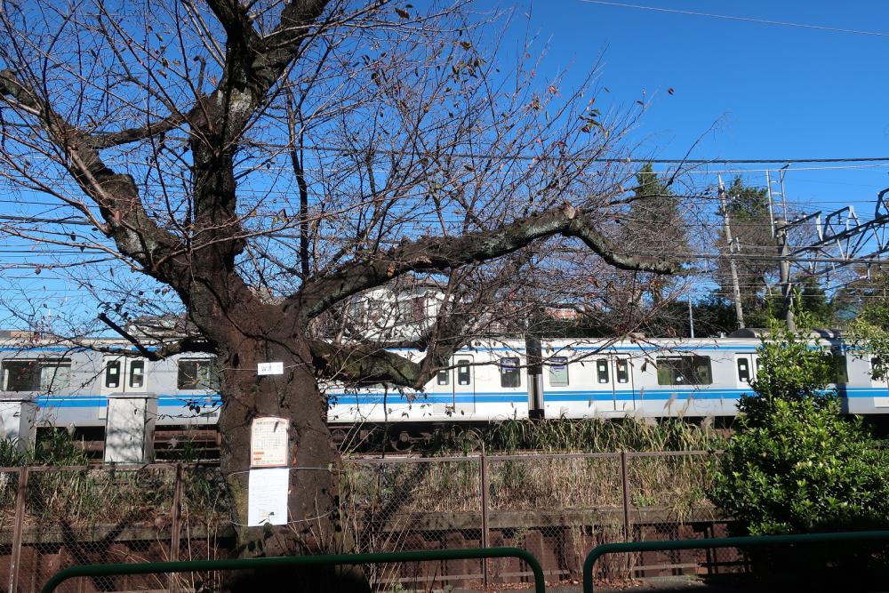 武蔵関・石神井川沿いの桜並木 3