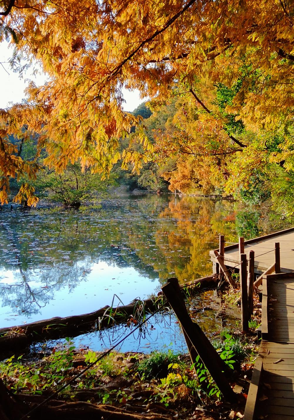 11月の三宝寺池の紅葉 3