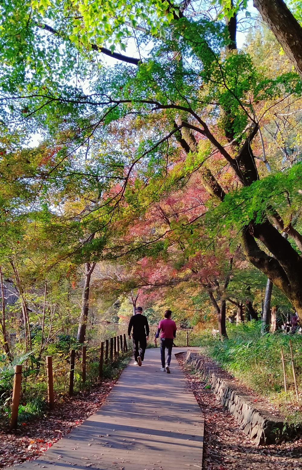 11月の三宝寺池の紅葉 4