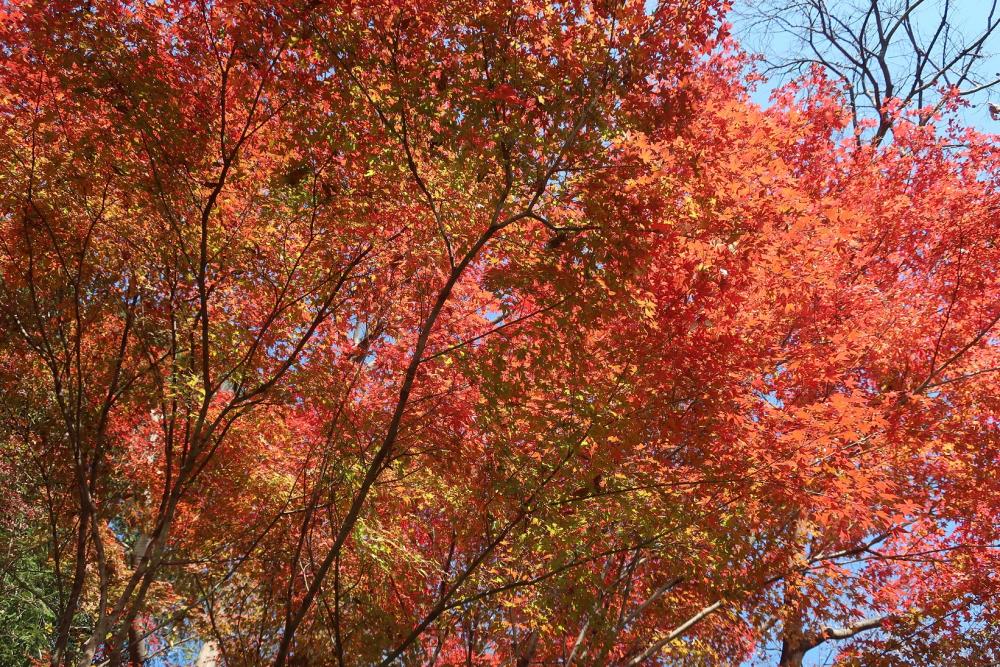 紅葉：石神井公園 2