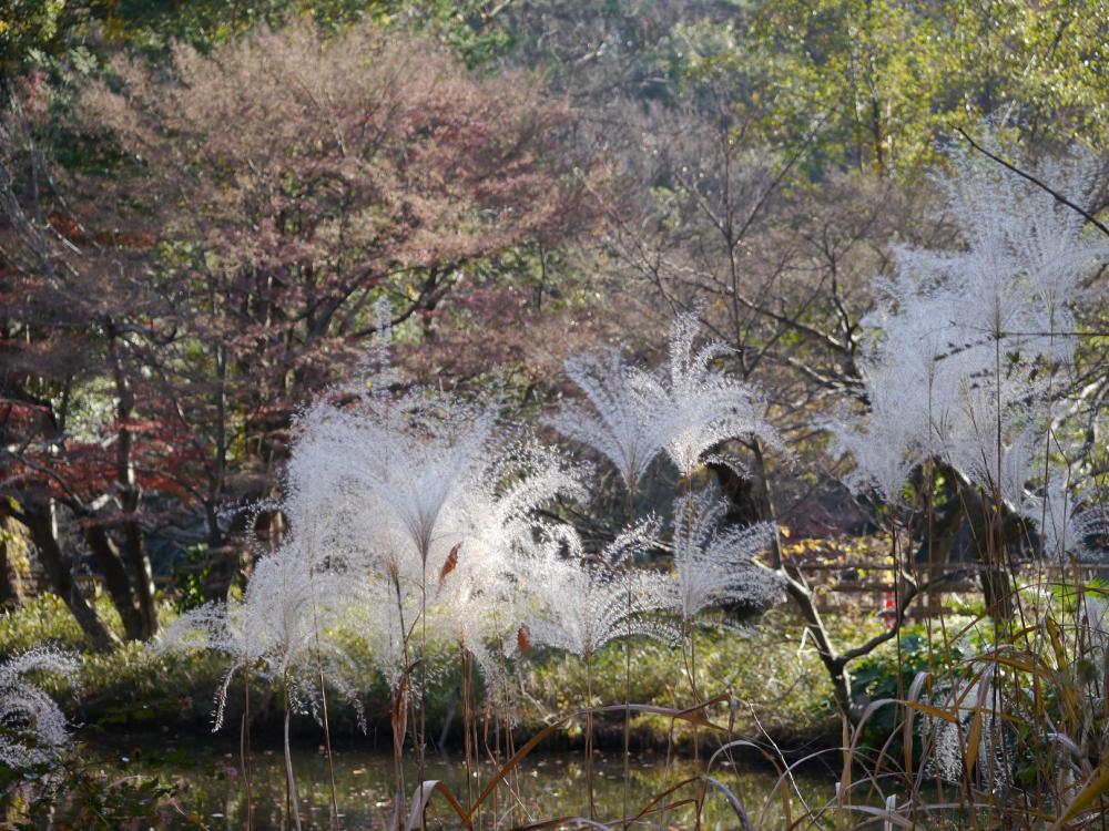 オギ？　石神井公園