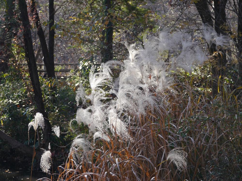 オギ？　石神井公園 2