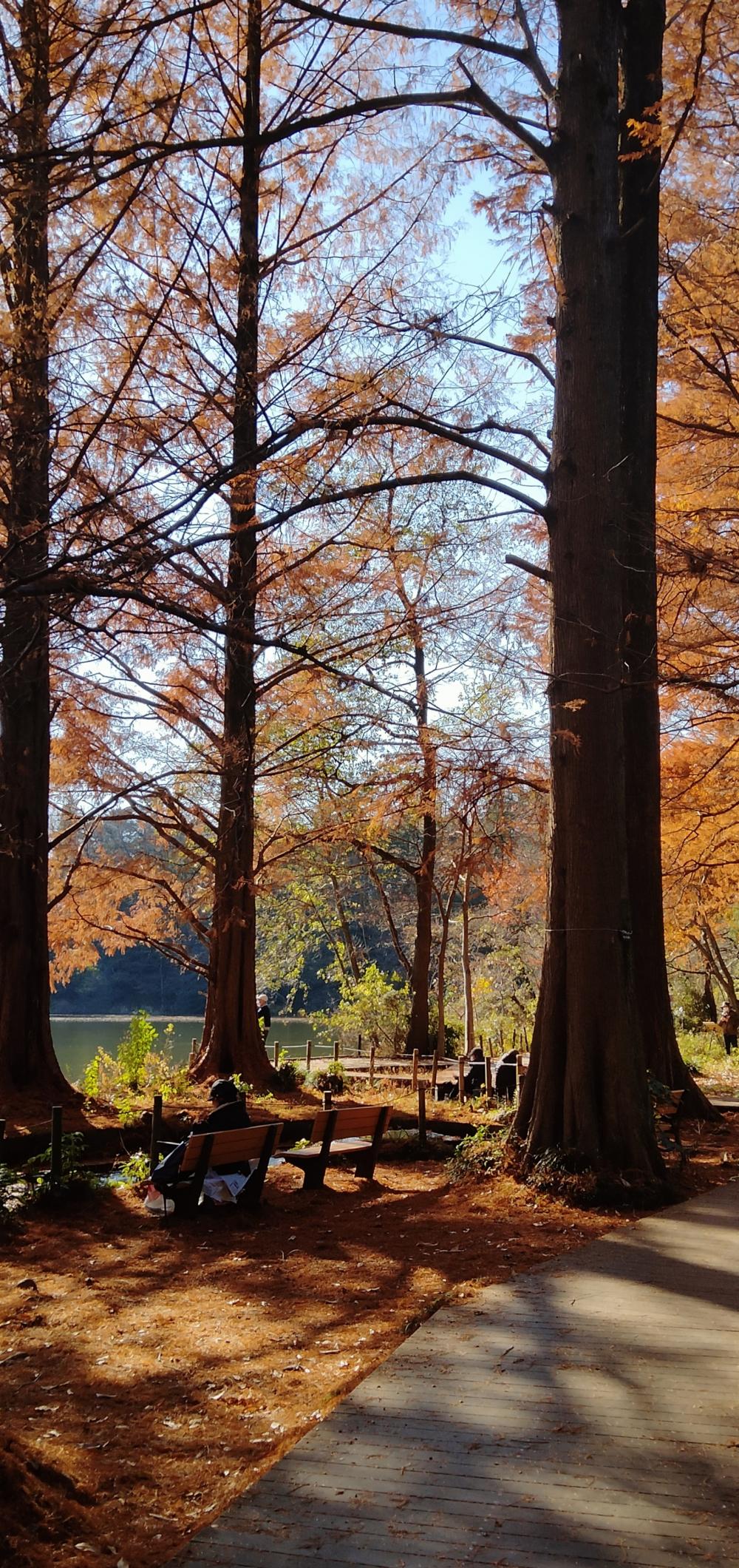 三宝寺池の紅葉 2