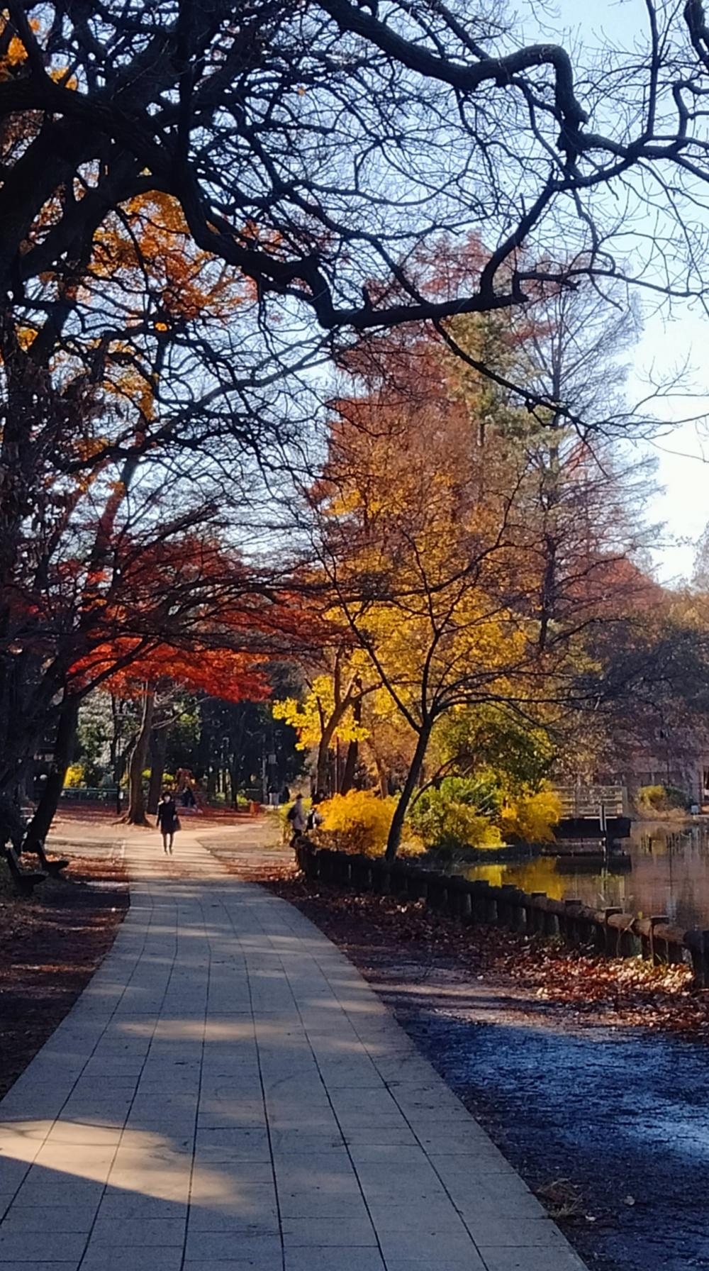 ボート池の紅葉