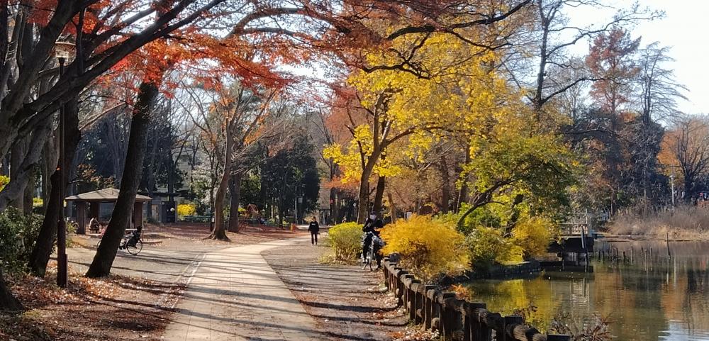 ボート池の紅葉 2