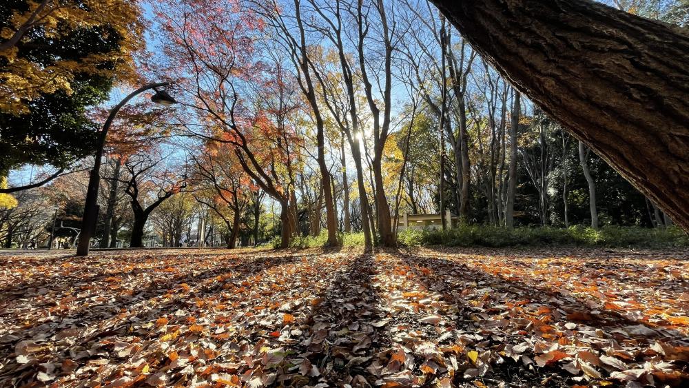 光が丘公園の紅葉 2