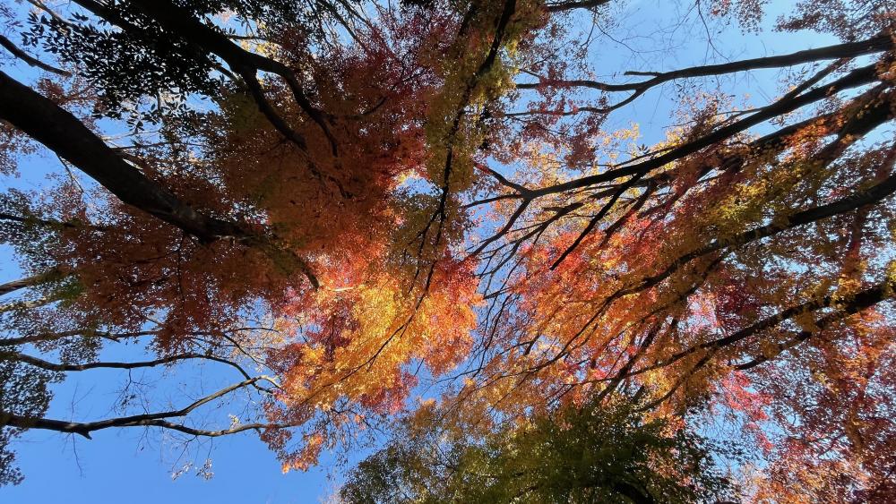 光が丘公園の紅葉 3