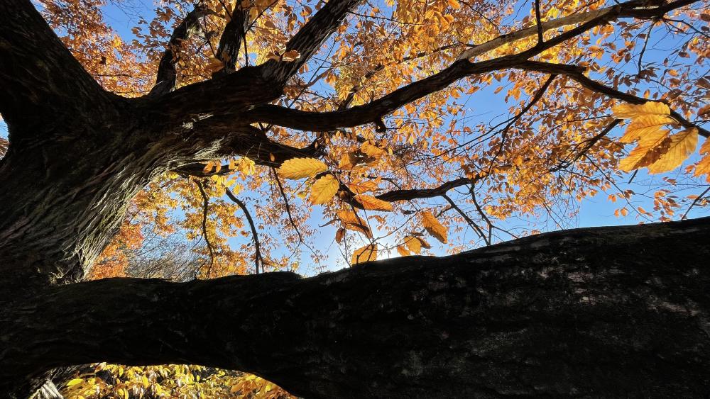 光が丘公園の紅葉 4