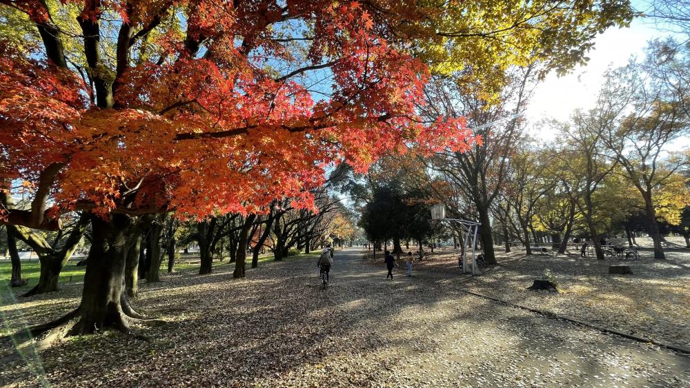 光が丘公園の紅葉