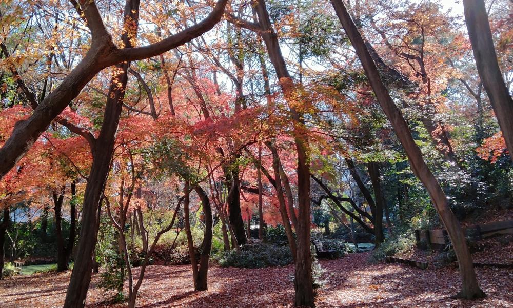 石神井公園記念庭園、史跡公園の紅葉 2