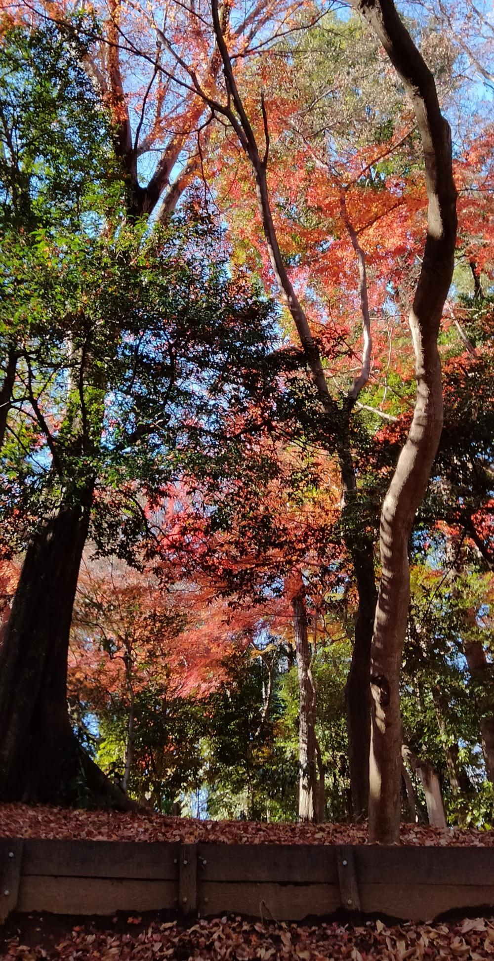 石神井公園記念庭園、史跡公園の紅葉 3