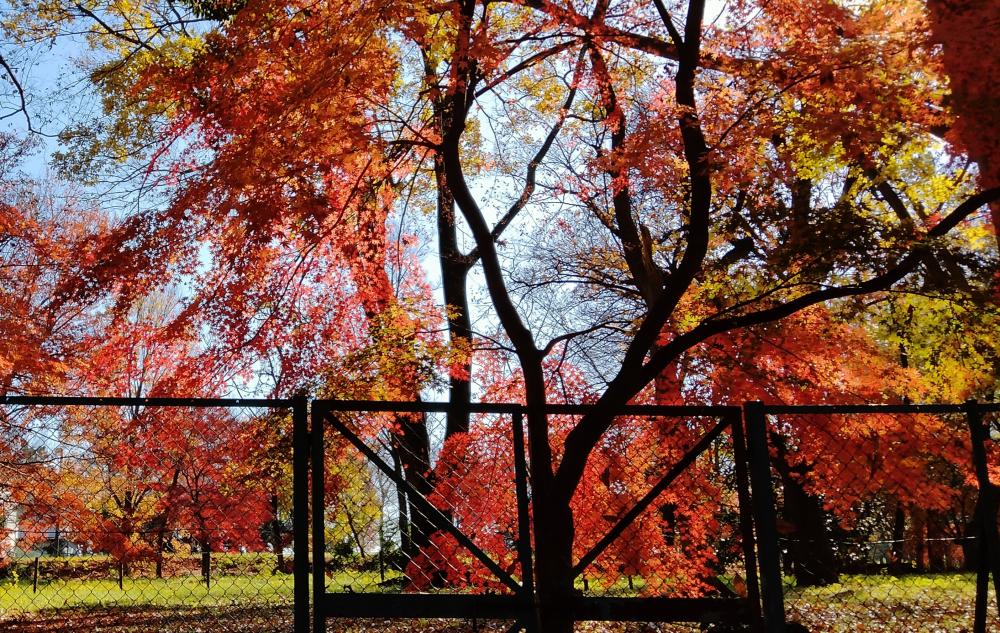 石神井公園記念庭園、史跡公園の紅葉 4