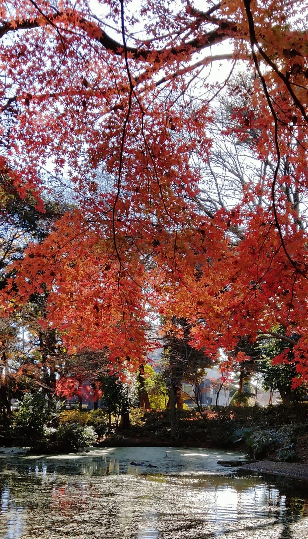 紅葉がとっても綺麗！ 2