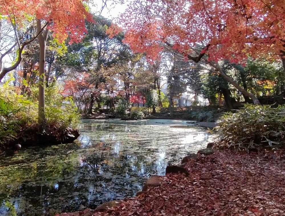 紅葉がとっても綺麗！ 3