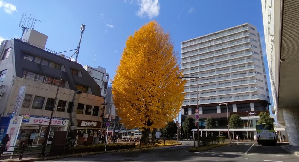 石神井公園駅のシンボルツリー 2