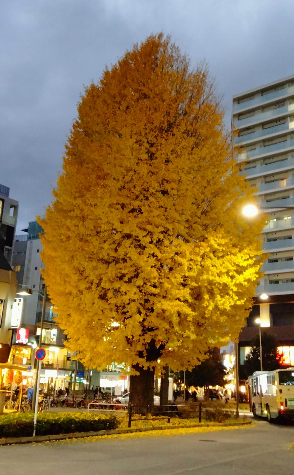 石神井公園駅のシンボルツリー 3