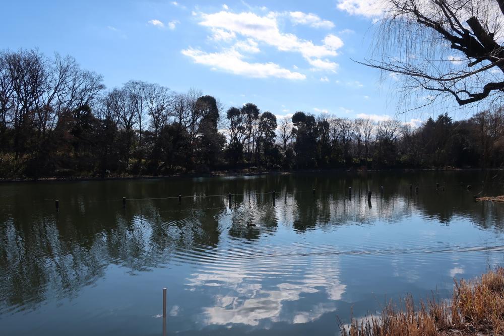 石神井池　2月7日