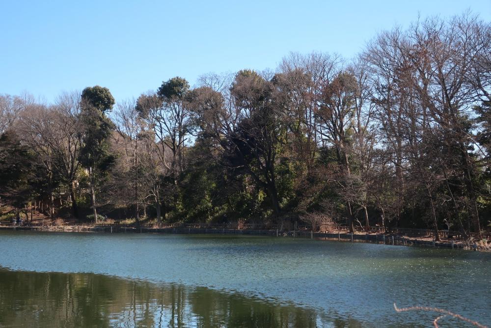 石神井池　2月7日 2